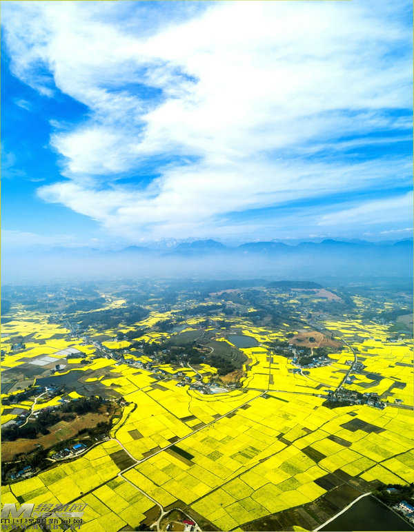 鲜花搭台经济唱戏:“赏花游”带来了什么“钱”景?