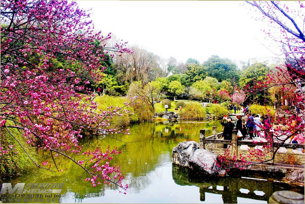 鲜花搭台经济唱戏:“赏花游”带来了什么“钱”景?