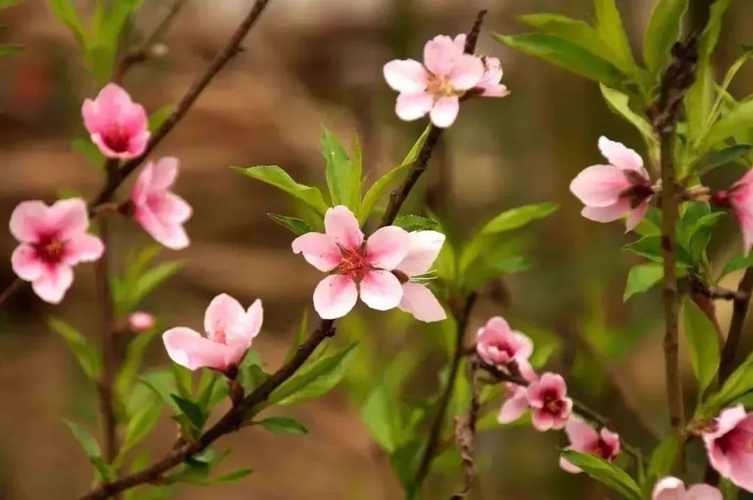 最新通告!清明假期,河北这些地儿不能去,因为……