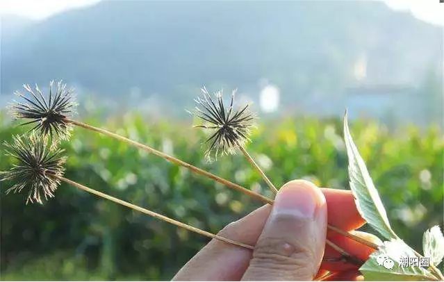 潮阳人上山扫墓讨厌碰到它，可没想到它还有这么多用处...