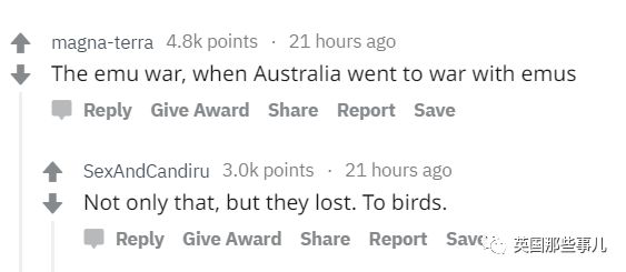 棕熊参军打仗，猫咪击败一支*队军**...真实的历史故事比小说脑洞更大