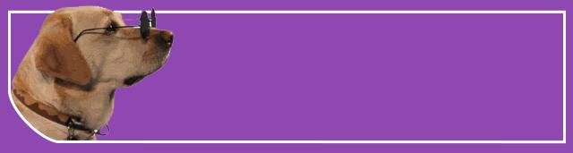 在家给狗狗剪毛的简便方法,狗狗比熊剪毛完整视频教程