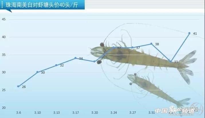广东虾降价,今日江门虾价