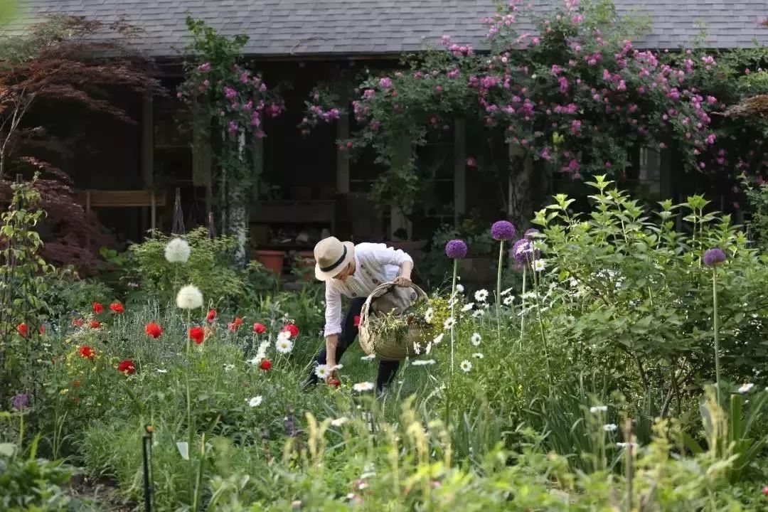 再也不羡慕别人家的果园,再也不用羡慕人家种的花