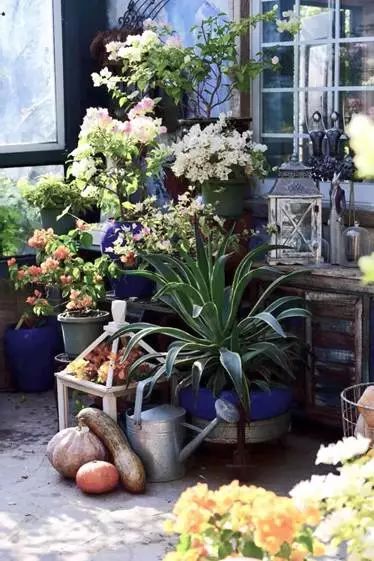 再也不羡慕别人家的果园,再也不用羡慕人家种的花