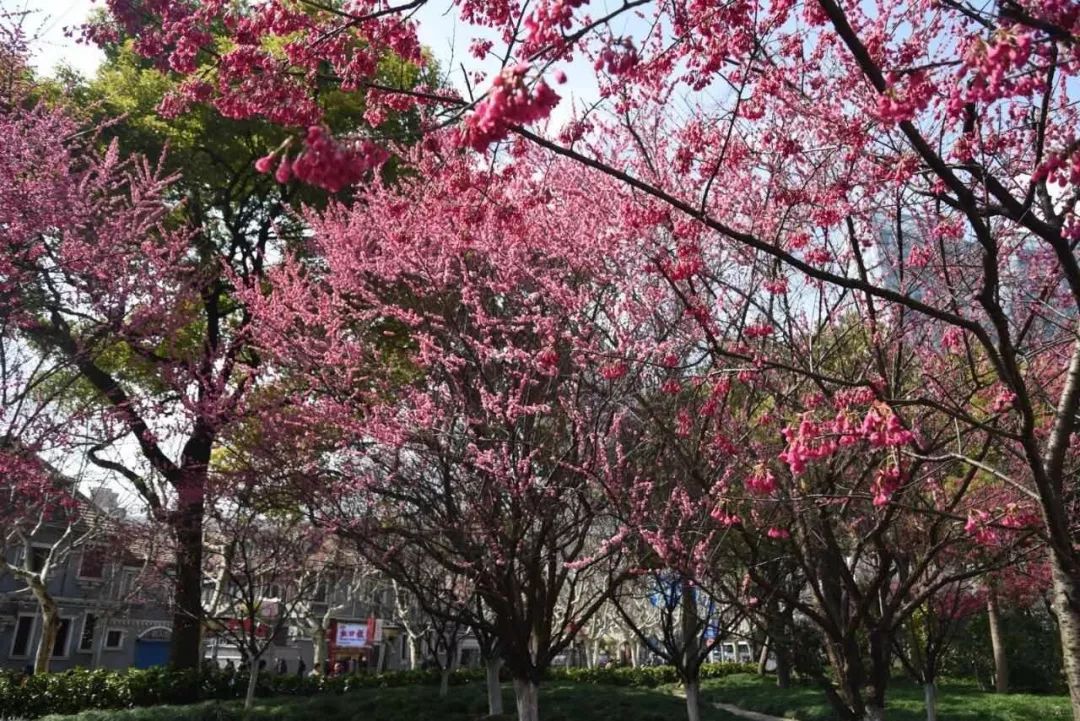 都挺好坐公交车,上海地铁7号线美景