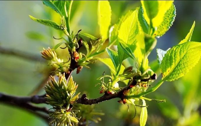 木本油料品种,中国高端木本油料