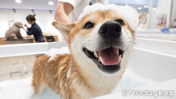 牢记每只毛孩的习惯　宠物护理员笑谈9年辛酸