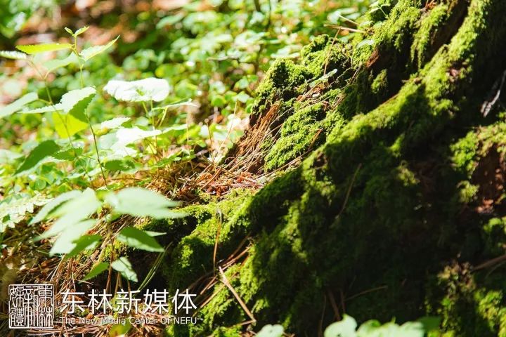 东林发信,东林大佛一封信