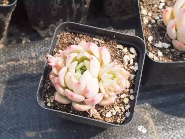 露养的多肉梅雨季节怎么办,露养多肉下雨怎么办