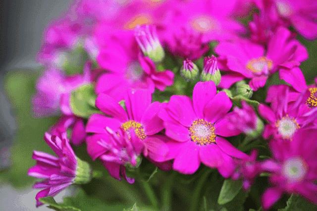 老蛙10mmf2.8多少钱,老蛙100mmf2.82倍微距