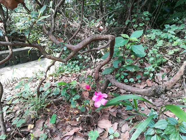 长江三峡重庆游七天六晚,重庆慢节奏旅游攻略