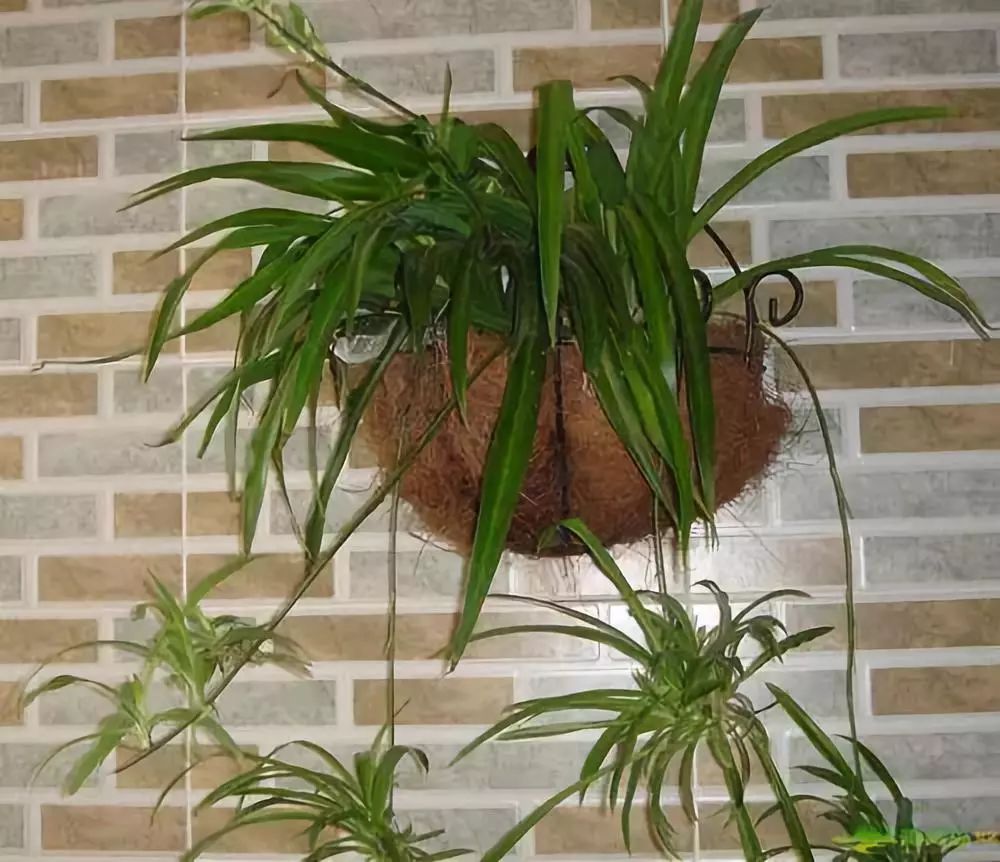 过期药片可以直接放在花盆里吗,过期药片放在花盆里怎么办