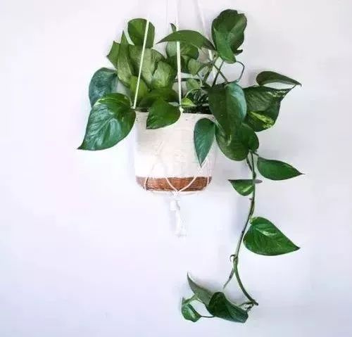 过期药片可以直接放在花盆里吗,过期药片放在花盆里怎么办