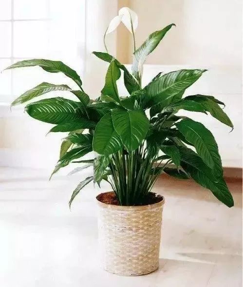 过期药片可以直接放在花盆里吗,过期药片放在花盆里怎么办