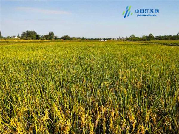 中国水稻大米产地,江南优质大米种植