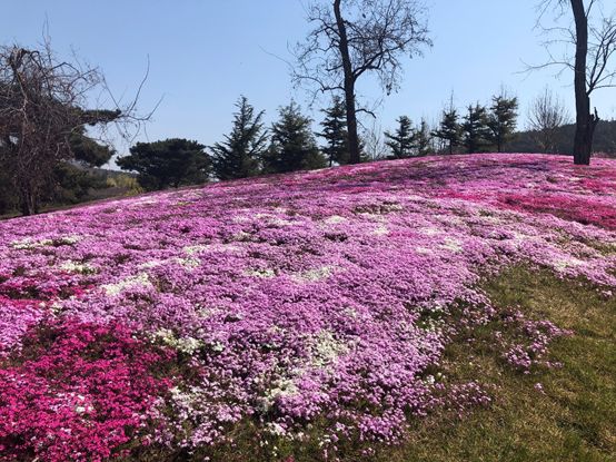 最值得去看的花海,最美花海邀您来赏