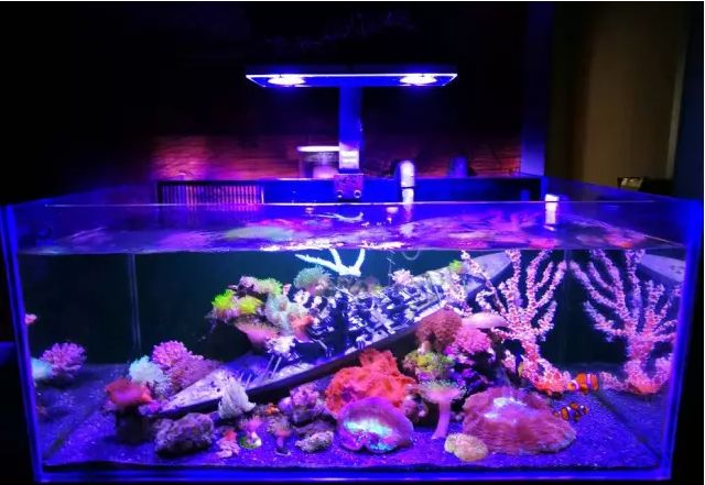 海缸停电5小时会怎样,海缸遇到停电怎么办