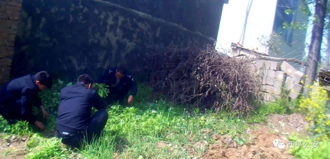 大驻马一村民种植915株大烟当菜吃？被依法刑事拘留！