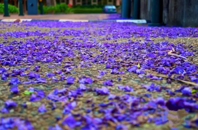 四川有座紫色小城，5月比美澳洲，比大理更多情