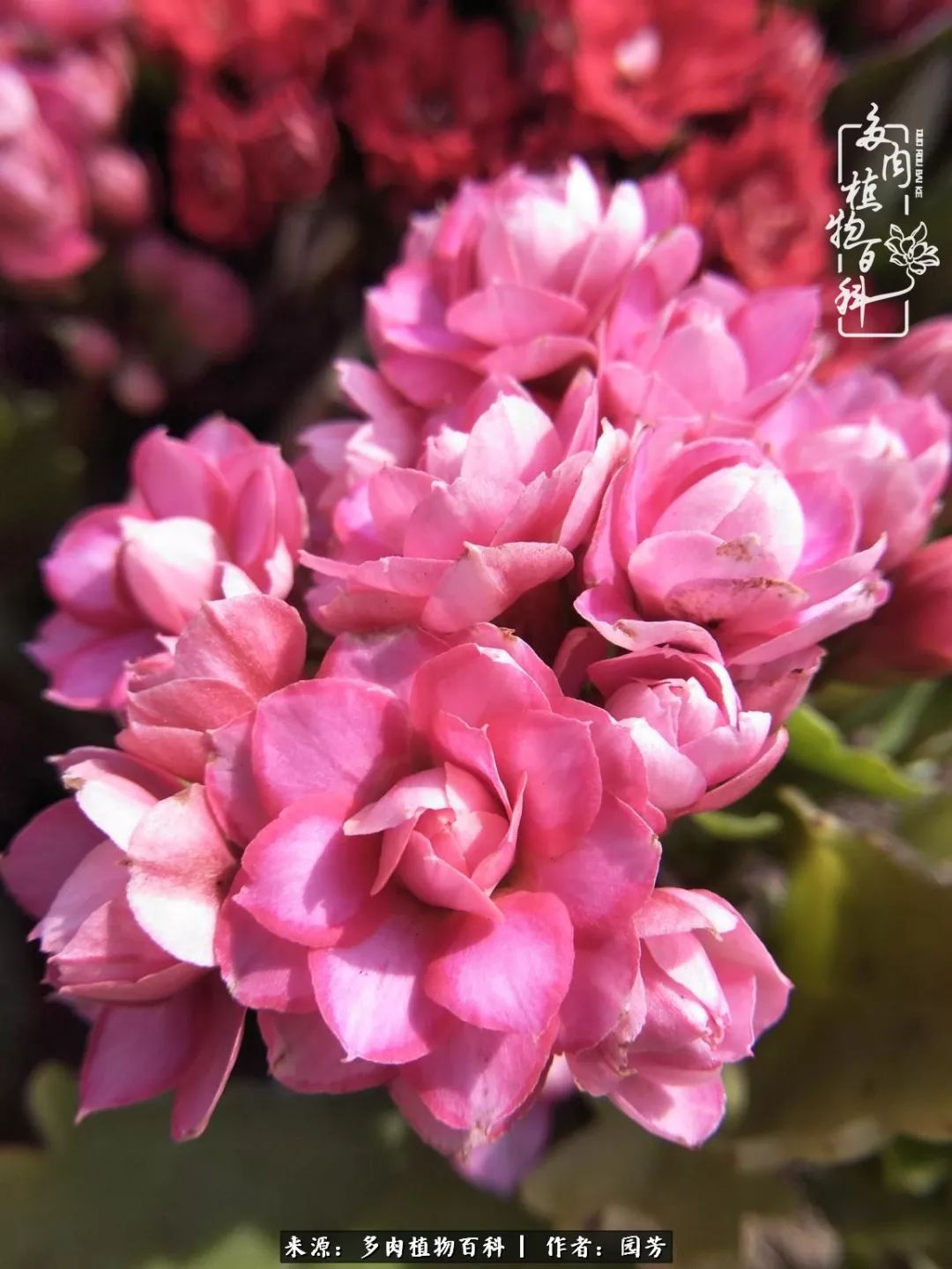 多肉开花最好看最好养前十名,多肉哪个品种开花最好看