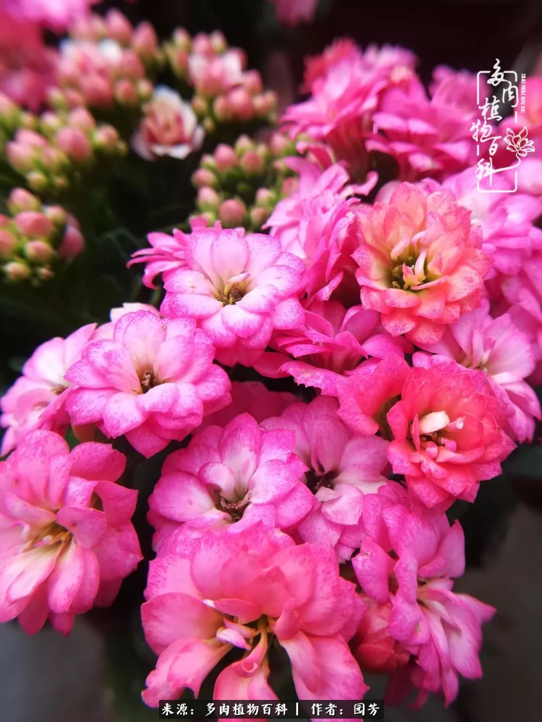 多肉开花最好看最好养前十名,多肉哪个品种开花最好看