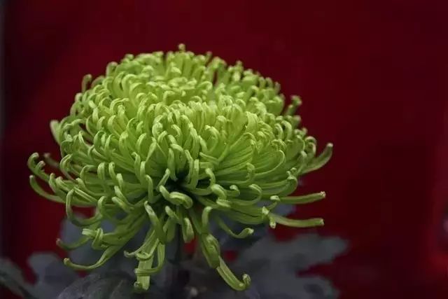 80种最美菊花高清图片,最具欣赏价值的菊花