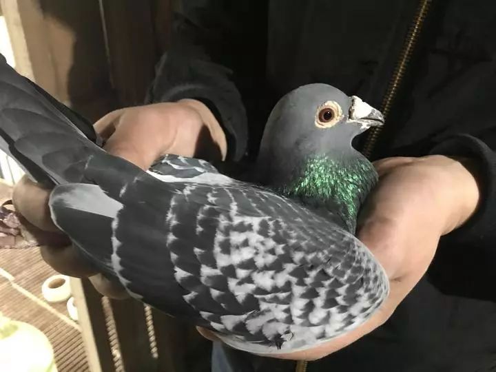 最贵赛鸽多少钱一只什么品种,天价赛鸽对鸽子有什么启示