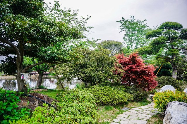 无锡赏花一日游,无锡春日樱花旅游攻略