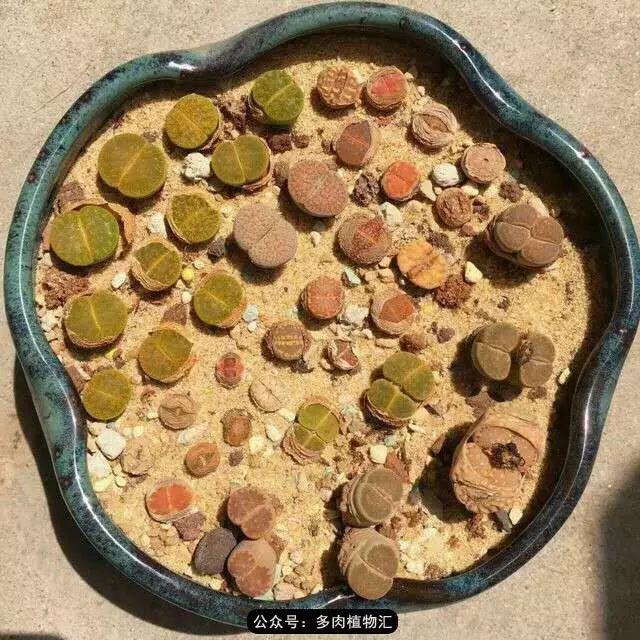 听说这段时间,肉友都在疯狂手撕屁屁?别了吧,再撕屁屁就烂了!