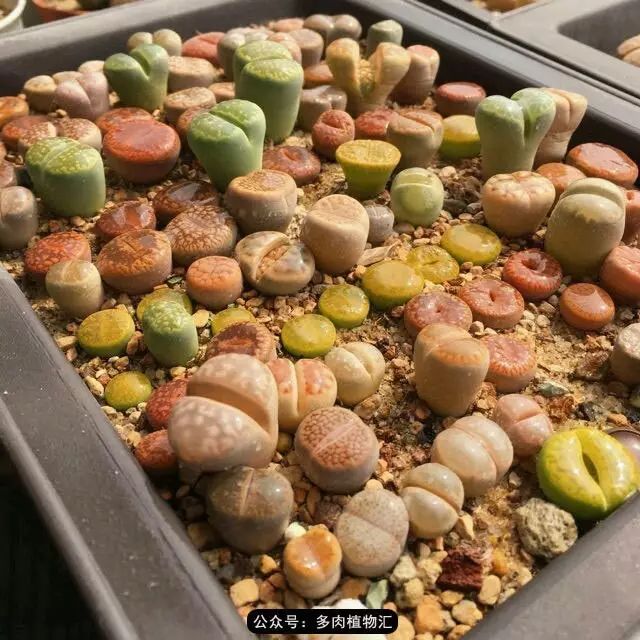 听说这段时间，肉友都在疯狂手撕屁屁？别了吧，再撕屁屁就烂了！