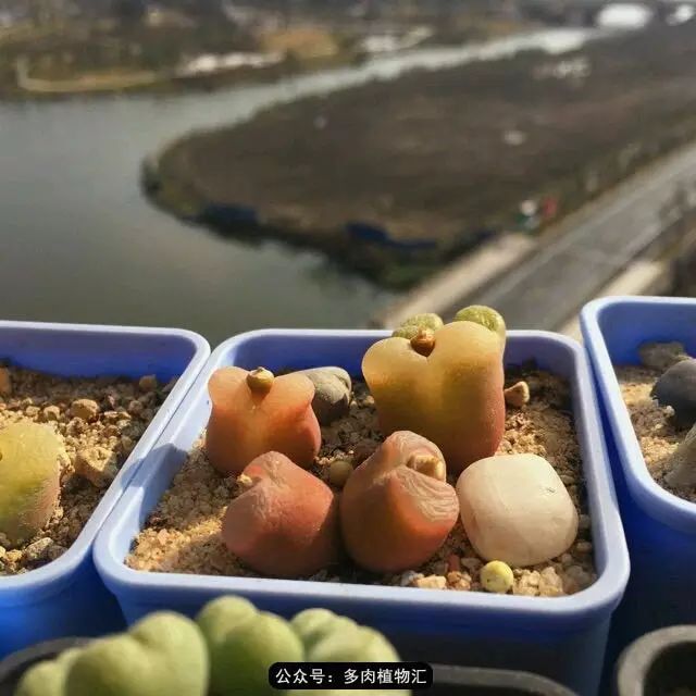 听说这段时间，肉友都在疯狂手撕屁屁？别了吧，再撕屁屁就烂了！