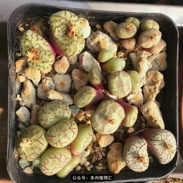 听说这段时间，肉友都在疯狂手撕屁屁？别了吧，再撕屁屁就烂了！