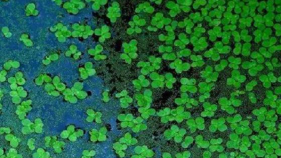 今日谷雨春光将逝莫辜负,今日谷雨原创