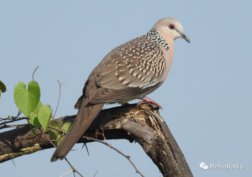 节气谷雨解说,谷雨节气的唯美诗句