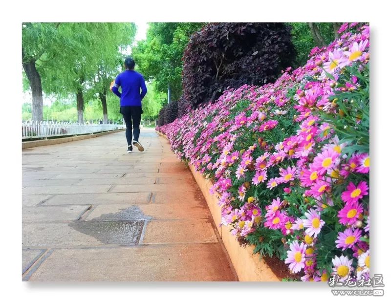 云南昆明花之都鲜花,昆明鲜花之都