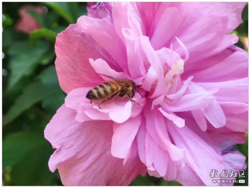 云南昆明花之都鲜花,昆明鲜花之都