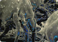 这个乳胶枕太强了！止鼾、防螨虫，全家适用的睡眠伴侣