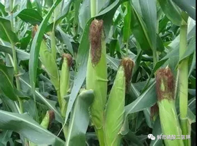 磷酸二氢钾适用于哪些农作物,磷酸二氢钾各种作物施用技术