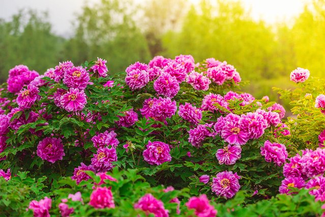 璞鍙ら兘涔嬬編,璞娌冲崡鍙戠幇涓嶄竴鏍风殑涓師涔嬬編