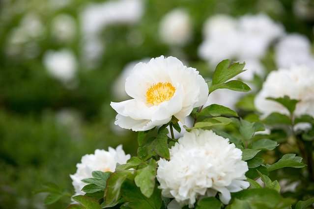 璞鍙ら兘涔嬬編,璞娌冲崡鍙戠幇涓嶄竴鏍风殑涓師涔嬬編