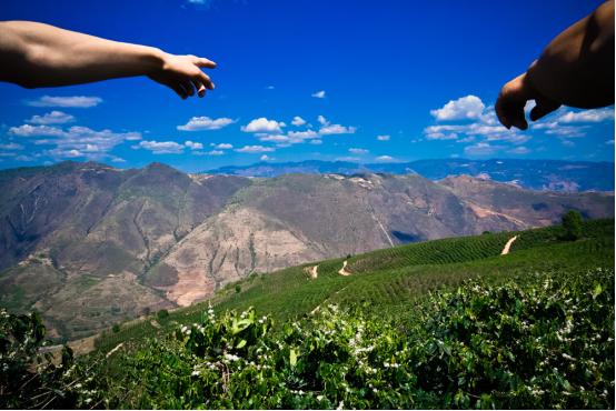 拼多多多多果园的商业模式,拼多多重塑中国农业产业链