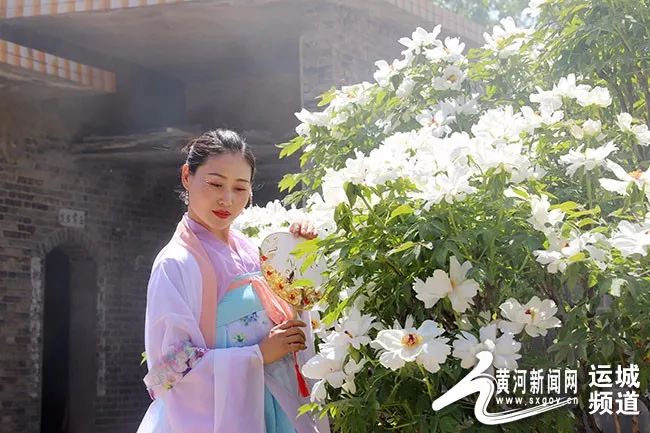 平陆：白牡丹“梧桐”引“凤”富村民