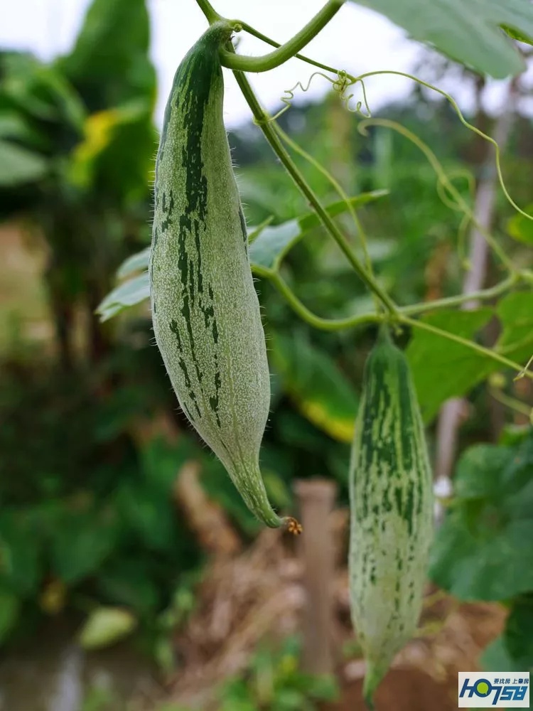 行摄肇庆·美丽砚洲岛——最接地气的生活记录，真实的力量打动人心