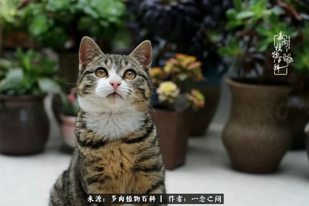 天敌Or天使：多肉与萌宠共处一室，究竟是谁的幸与不幸?