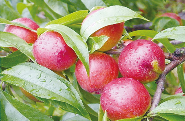 小小油桃“红”一年三个亿