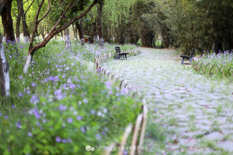 原味江南|在春日繁花烂漫的沙家浜,等风也等你