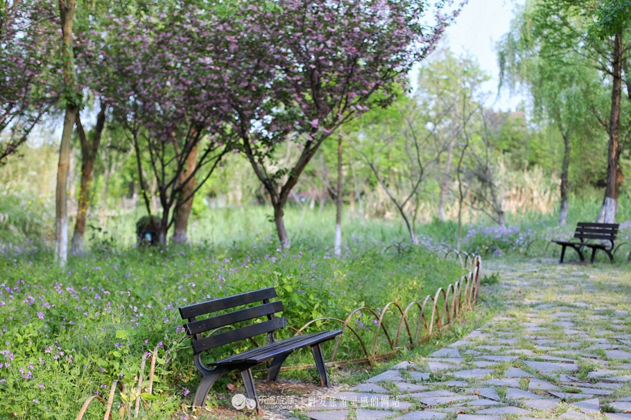 原味江南|在春日繁花烂漫的沙家浜,等风也等你