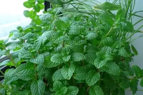 泰国蚊子叮咬止痒膏,泰国清凉膏蚊子