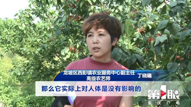 樱桃里面的虫子怎么能泡出来,樱桃里的虫子怎么样才能泡出来